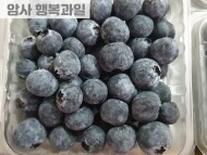 블루베리 (1팩)