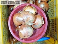 양파 (5개)