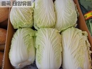 쌈배추 1포기